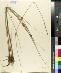 Juncus filiformis image