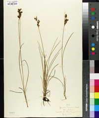 Juncus gerardii image