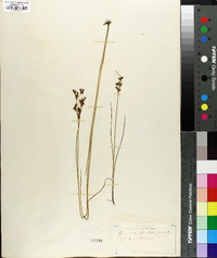 Juncus gerardii image