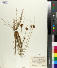 Juncus greenei image