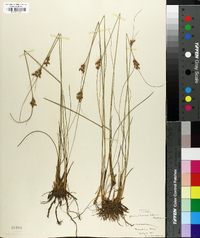 Juncus greenei image