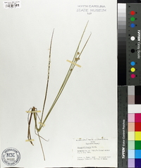 Juncus militaris image