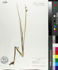 Juncus militaris image