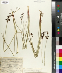 Juncus nevadensis image