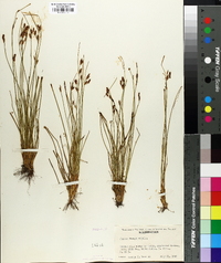 Juncus parryi image