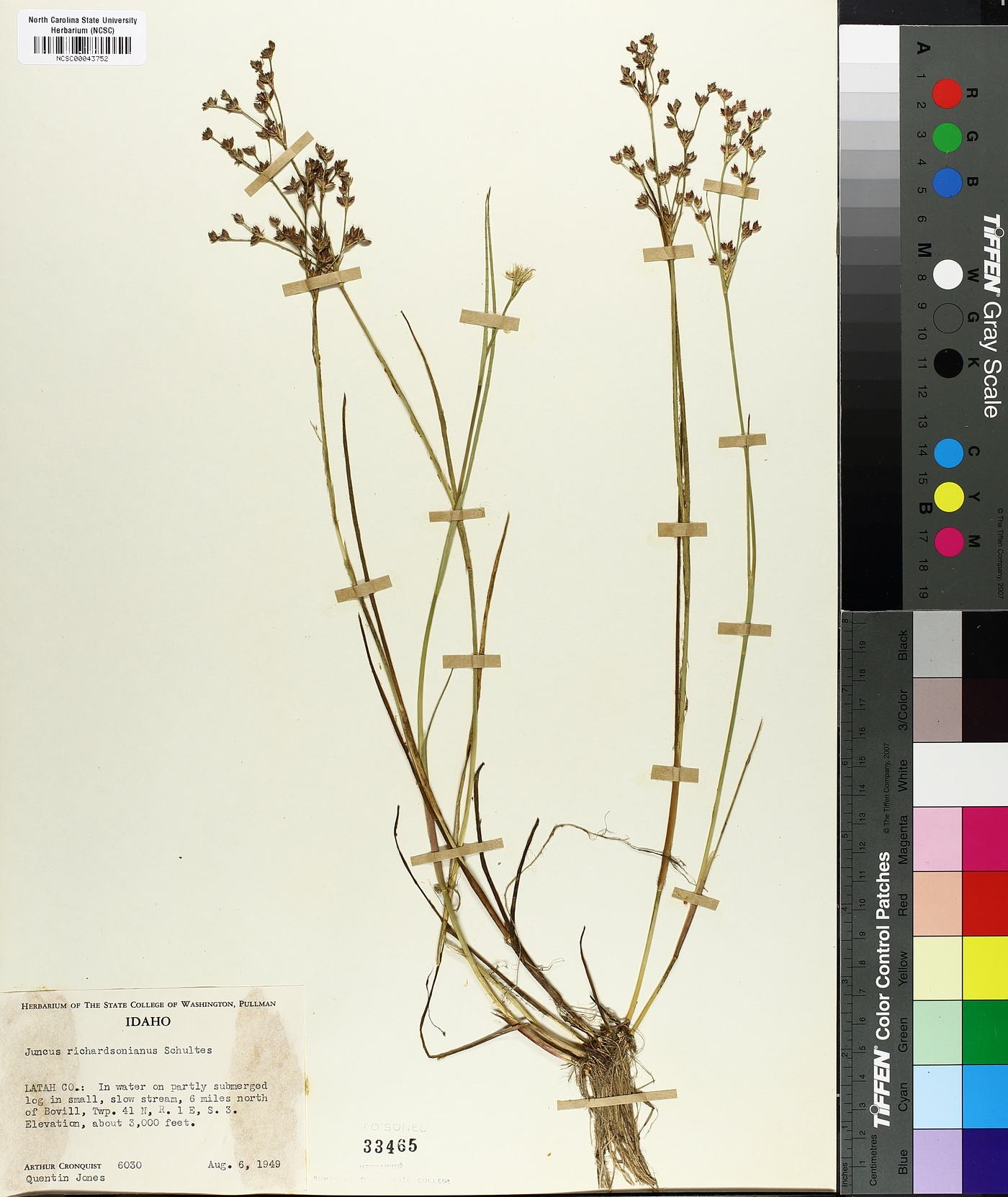 Juncus richardsonianus image