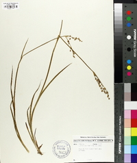 Juncus ensifolius var. montanus image