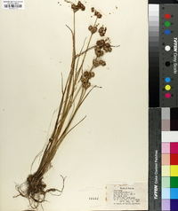 Juncus scirpoides image