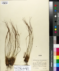 Juncus trifidus image