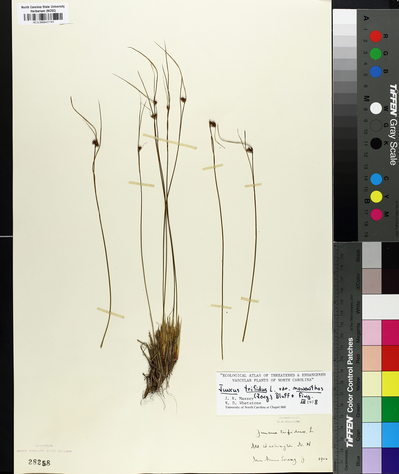 Juncus trifidus image