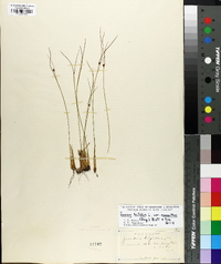 Juncus trifidus image