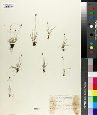 Juncus triglumis image