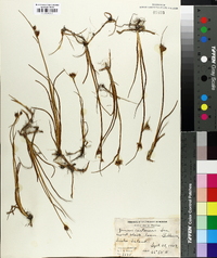 Juncus castaneus image