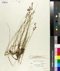 Juncus gerardii image