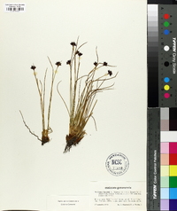 Juncus jacquinii image