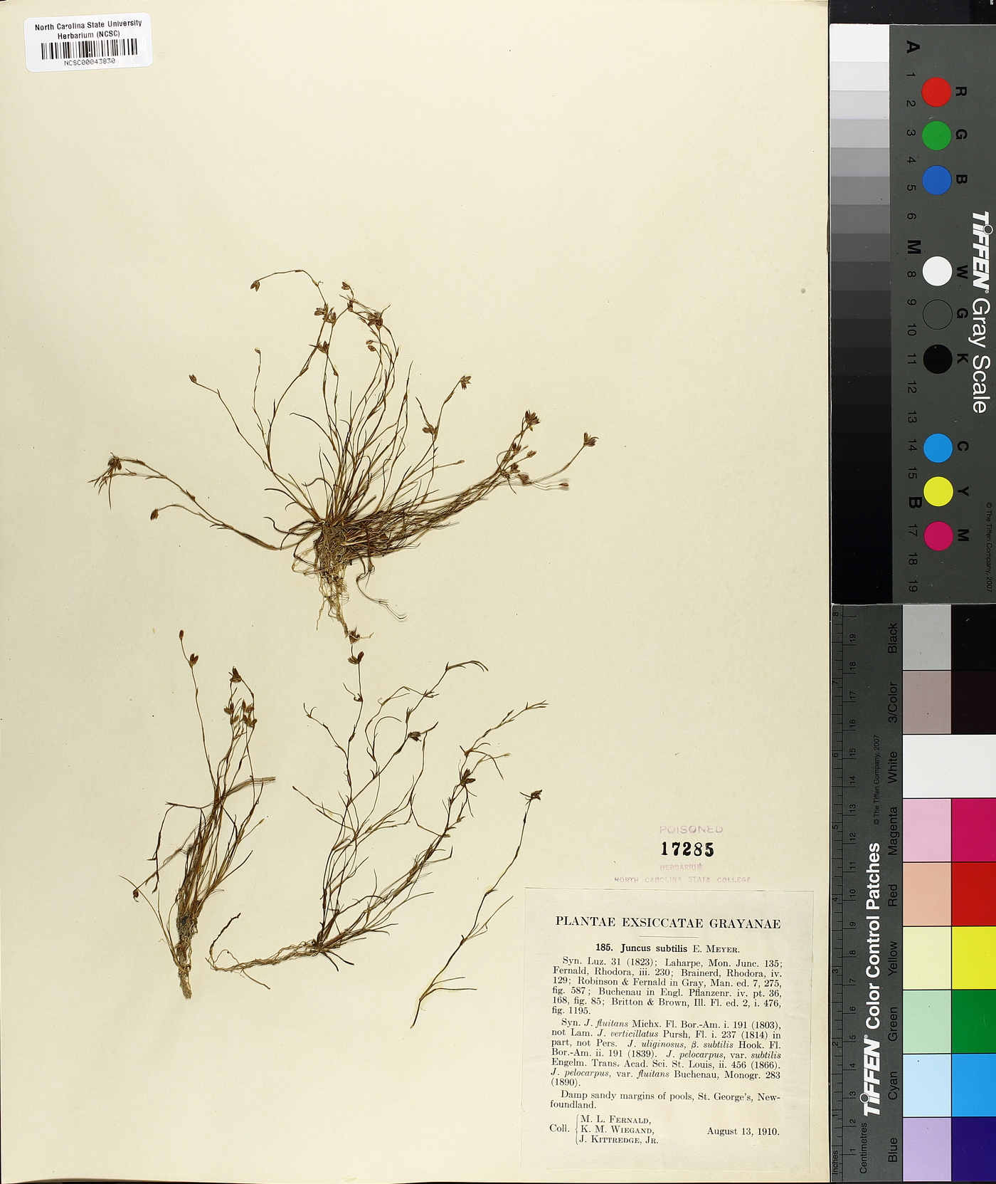 Juncus subtilis image