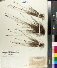 Bulbostylis ciliatifolia image