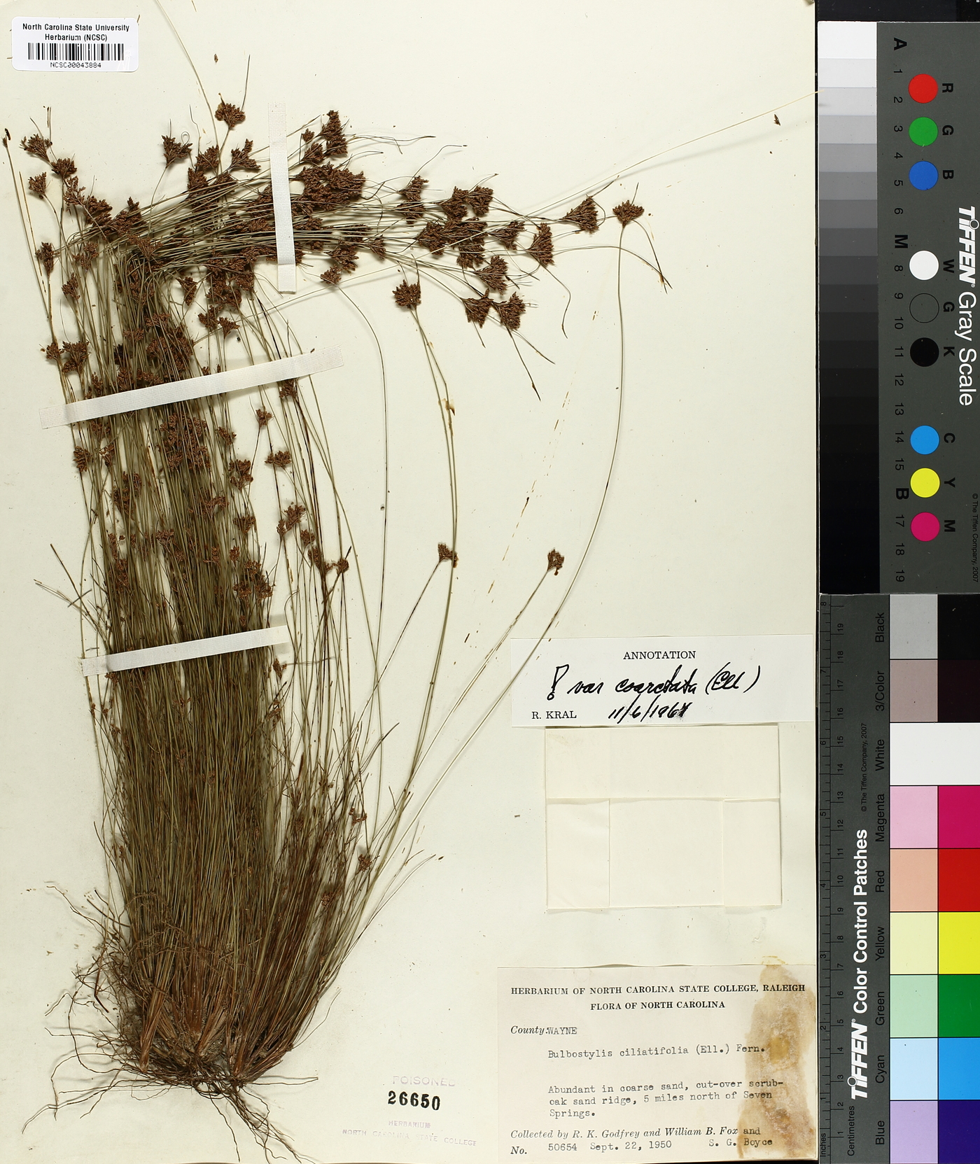 Bulbostylis coarctata image