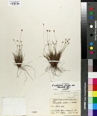 Bulbostylis coarctata image