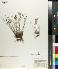 Bulbostylis ciliatifolia image