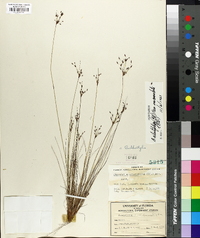 Bulbostylis ciliatifolia var. coarctata image