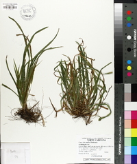 Carex abscondita image