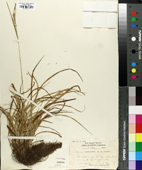 Carex aestivalis image