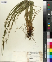 Carex aestivalis image