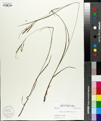 Carex aestivalis image