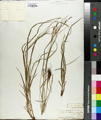 Carex aestivalis image