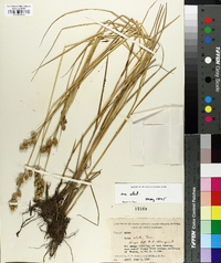 Carex alata image