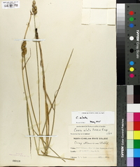 Carex alata image