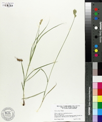 Carex alata image