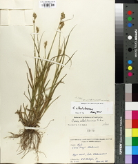 Carex longii image