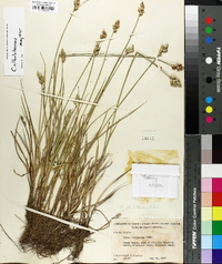 Carex albolutescens image