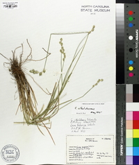 Carex albolutescens image