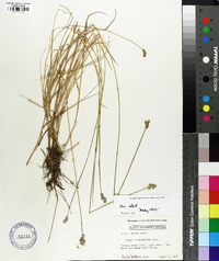 Carex albolutescens image