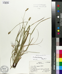 Carex albolutescens image