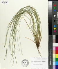 Carex atlantica var. incomperta image