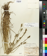 Carex albolutescens image