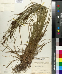 Carex caroliniana image