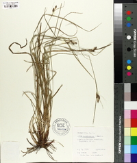 Carex caroliniana image