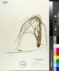 Carex caroliniana image