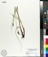 Carex caroliniana image