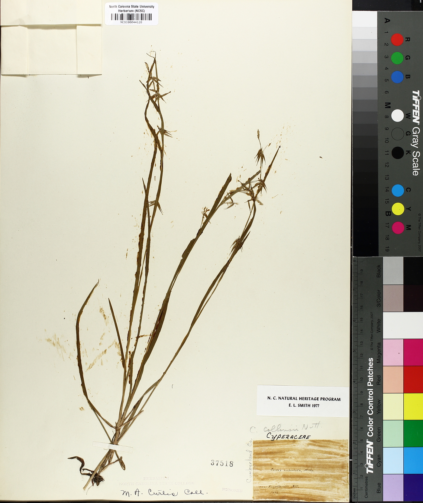 Carex collinsii image
