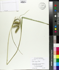 Carex comosa image