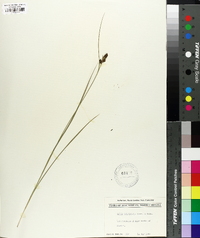 Carex complanata image