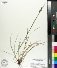 Carex complanata image