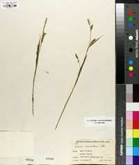 Carex styloflexa image