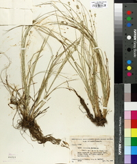 Carex convoluta image